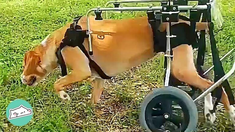 Arizona Dog Given 50-50 Chance To Walk Again Gets The Tiny Companion Her Heart Needed