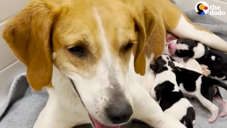 North Carolina Foster Mom Sits With Pregnant Dog For Six Hours And Witnesses A Beautiful Miracle