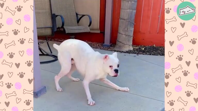Texas Dog Lived In Silence Until A Fearless Puppy Showed Him How To Feel Safe