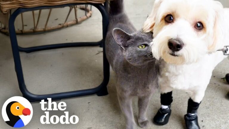 Texas Dog Was Followed By A Stray Cat Every Day Until Her Owner Made A Life-Changing Decision