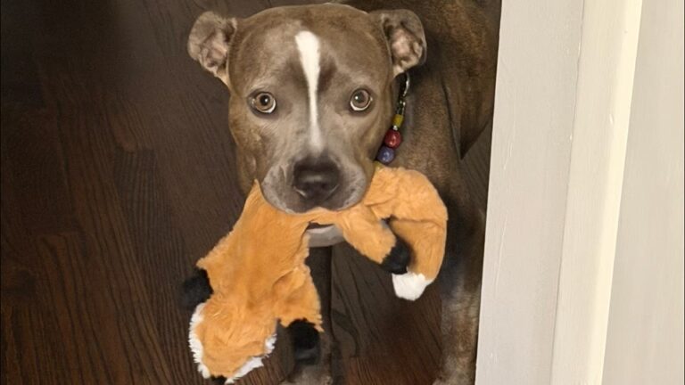Texas Dog Labeled A Nuisance Loses Her Puppies, But Finds Comfort In An Unexpected Way