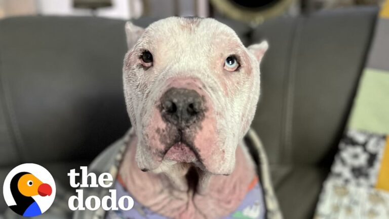 Georgia Woman Takes A Chance On A Struggling Dog And Christmas Seals Their Fate