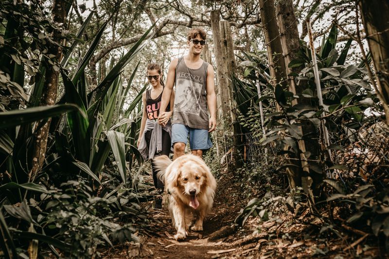 2. Golden Retriever: Everybody's Trail Buddy
