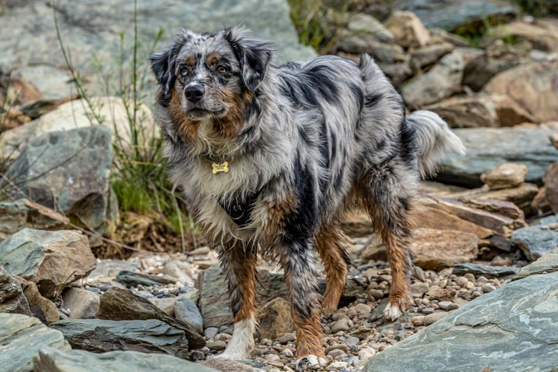 Hill-Smart Australian Shepherd