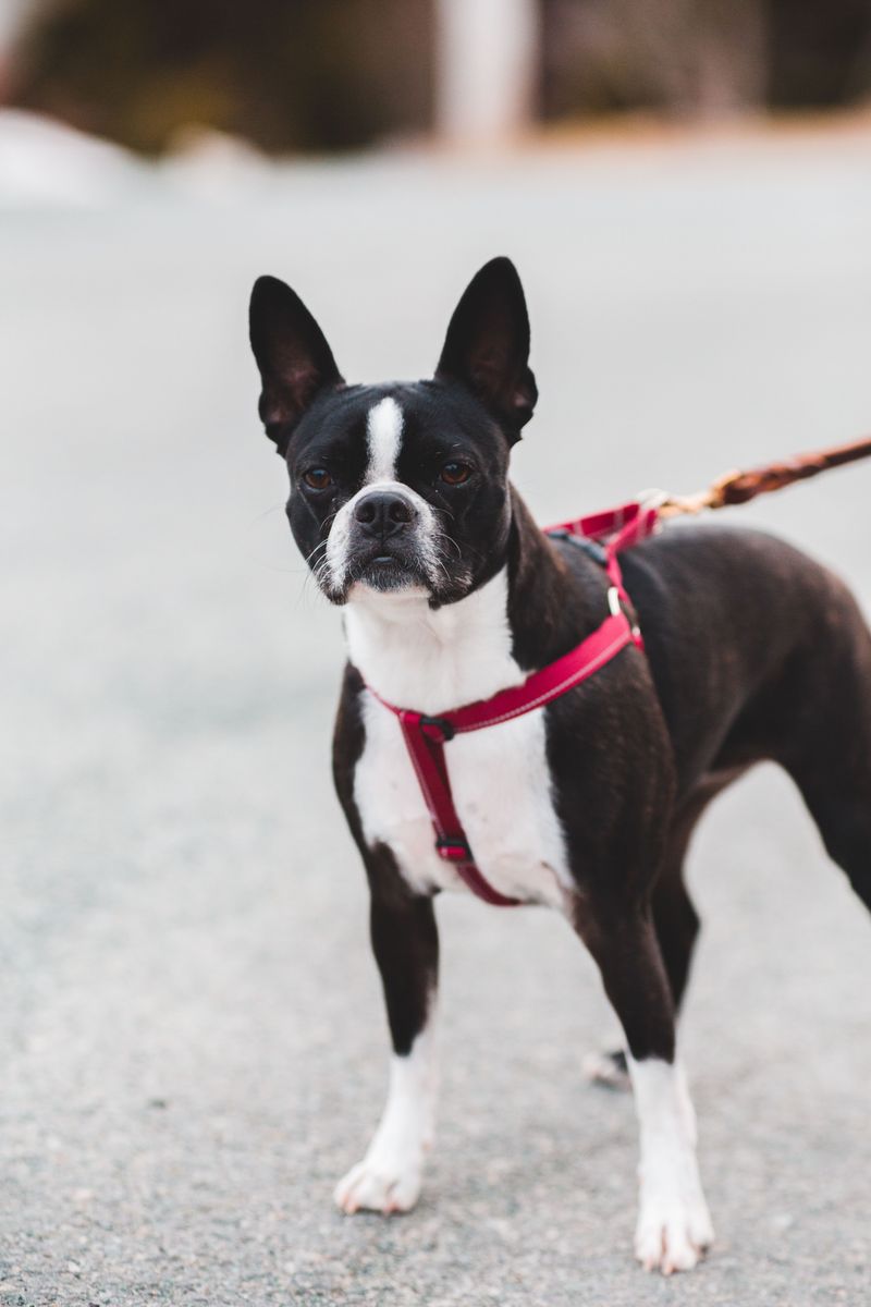 Boston Terrier: The Original New England Gentleman