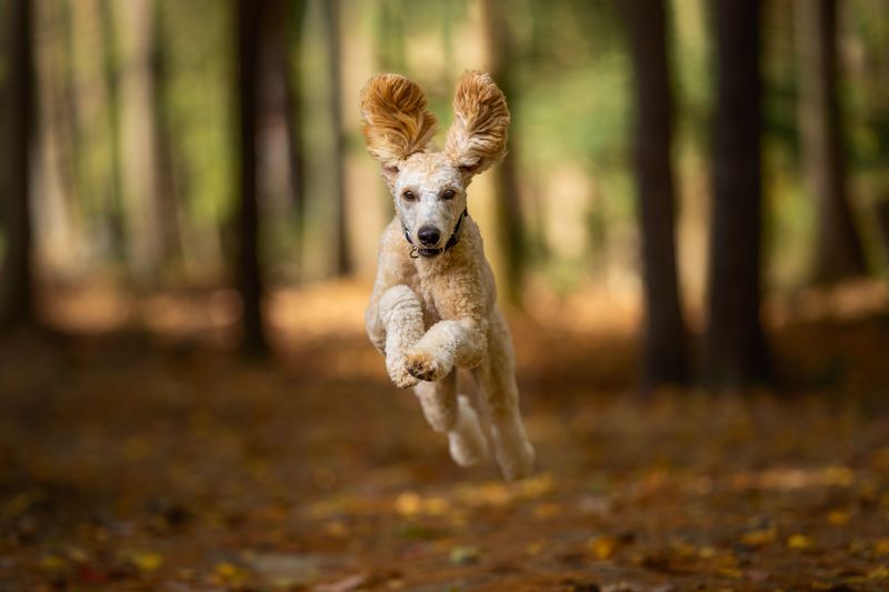 11. Standard Poodle: The Elegant Outdoor Athlete