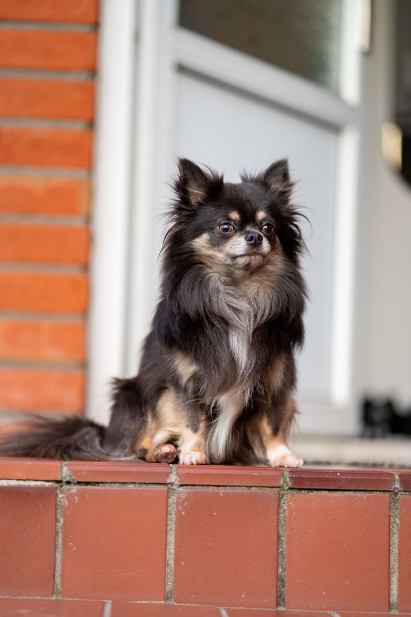 11. Chihuahua: Pocket-Sized Porch Boss