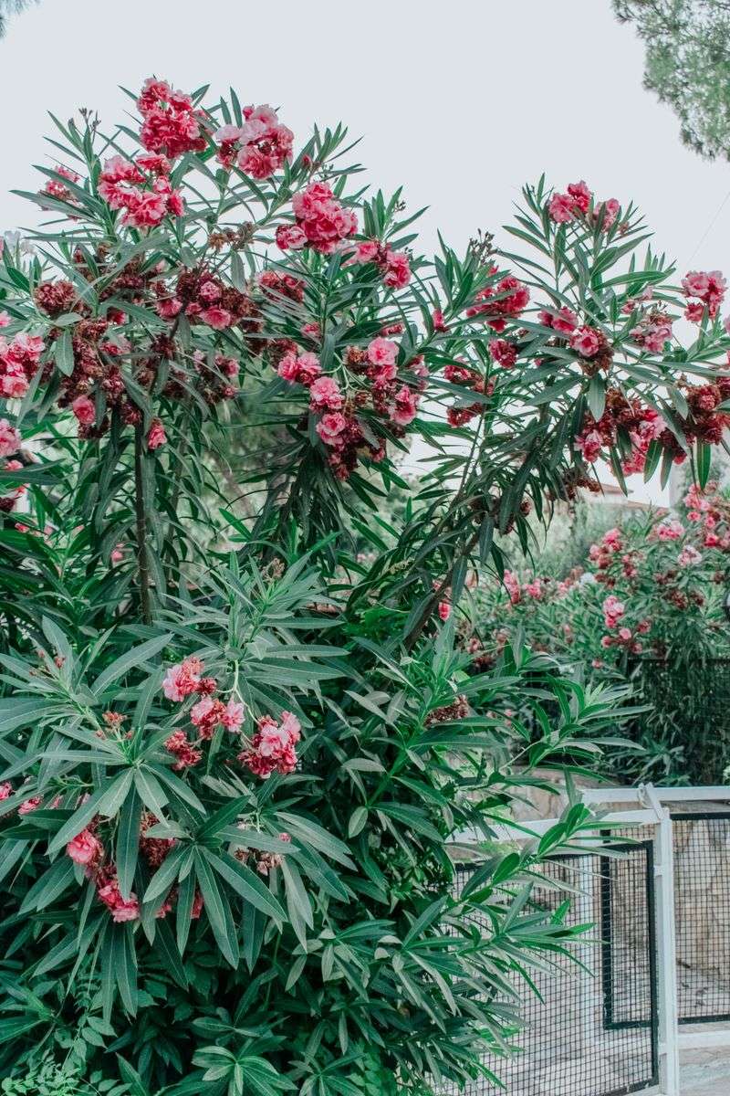 Oleander