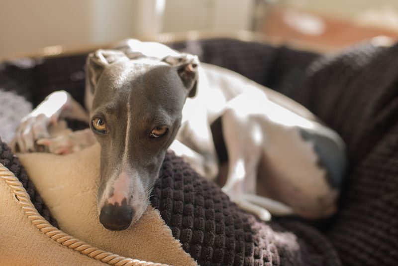 12. Italian Greyhound: Graceful Homebody