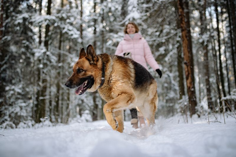 12. German Shepherd: A Steady Adventure Partner