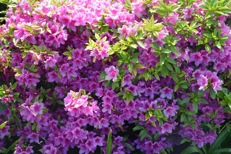Azaleas