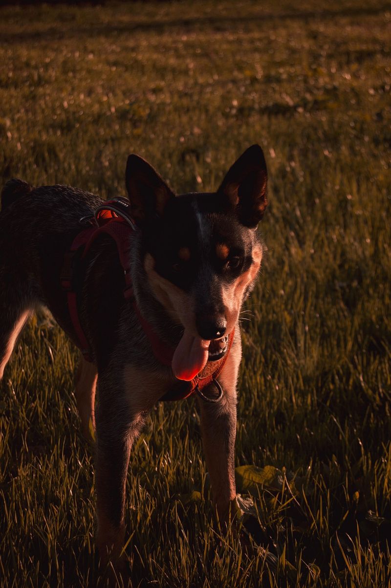 Australian Cattle Dog