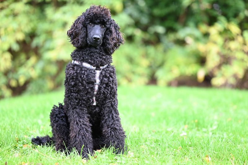 Poodle