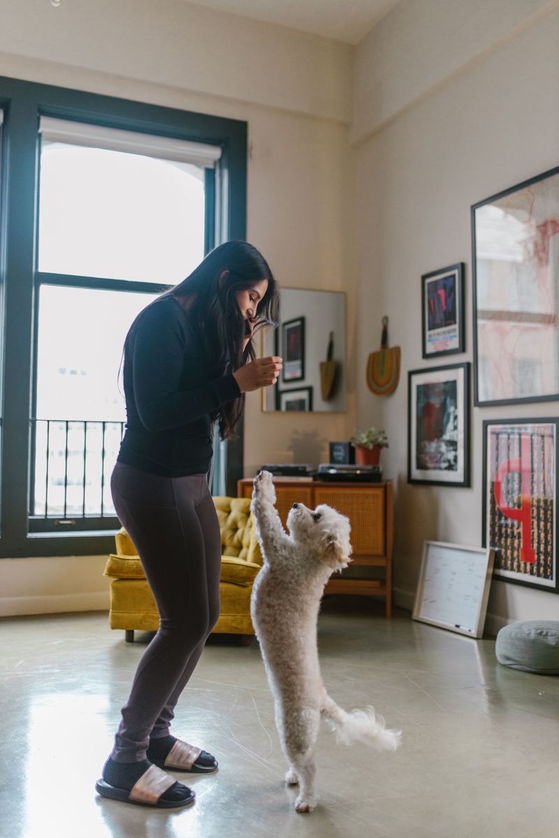Toy Poodle: The Brainy Apartment Roommate