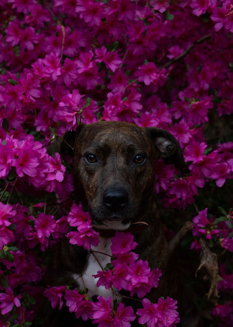 Azaleas Can Cause Trouble for Curious Dogs
