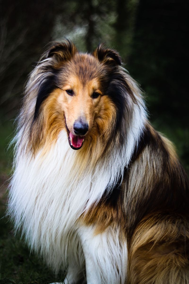 13. Rough Collie: Grace Among the Evergreens
