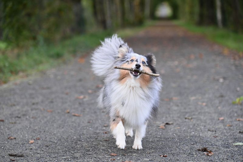 14. Shetland Sheepdog: Small Body, Big Trail Spirit