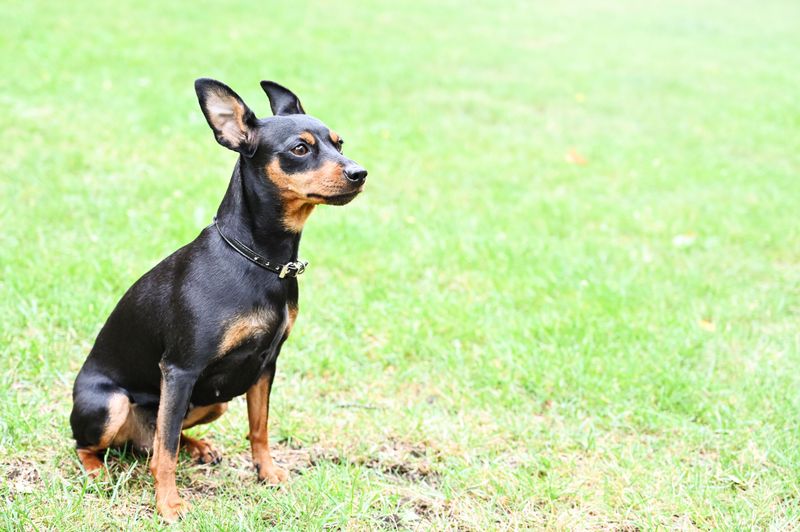 15. Miniature Pinscher: Tiny Canine Firecracker