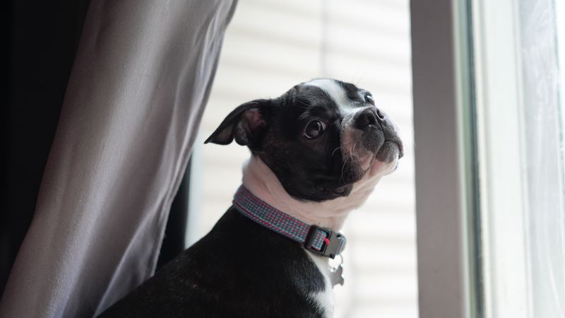 Boston Terrier