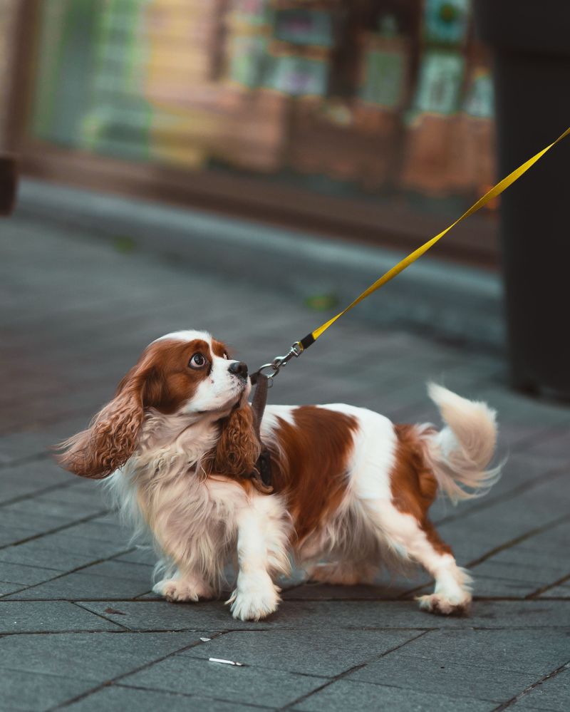 Cavalier King Charles Spaniels Bring Easygoing City Charm
