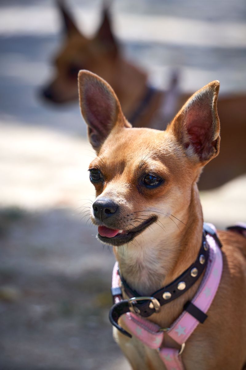 Chihuahua
