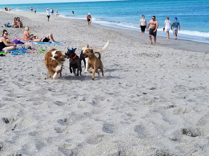 Jupiter Dog Beach - Jupiter