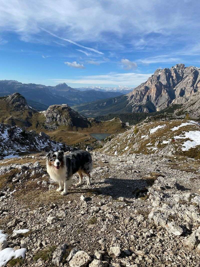 Australian Shepherd