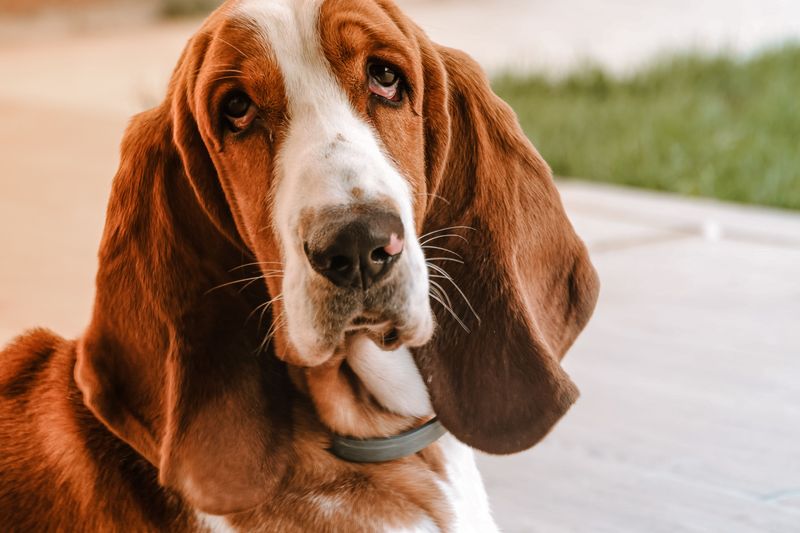 Basset Hound: The Original Porch Philosopher