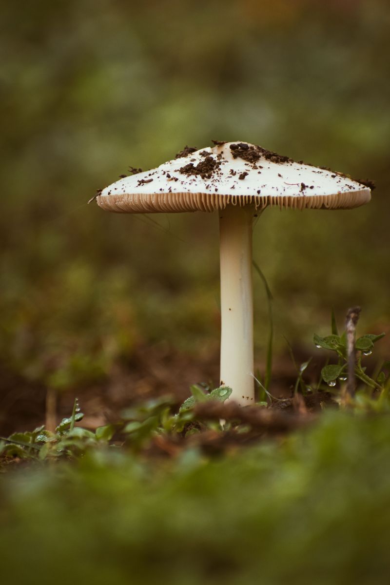 Amanita phalloides
