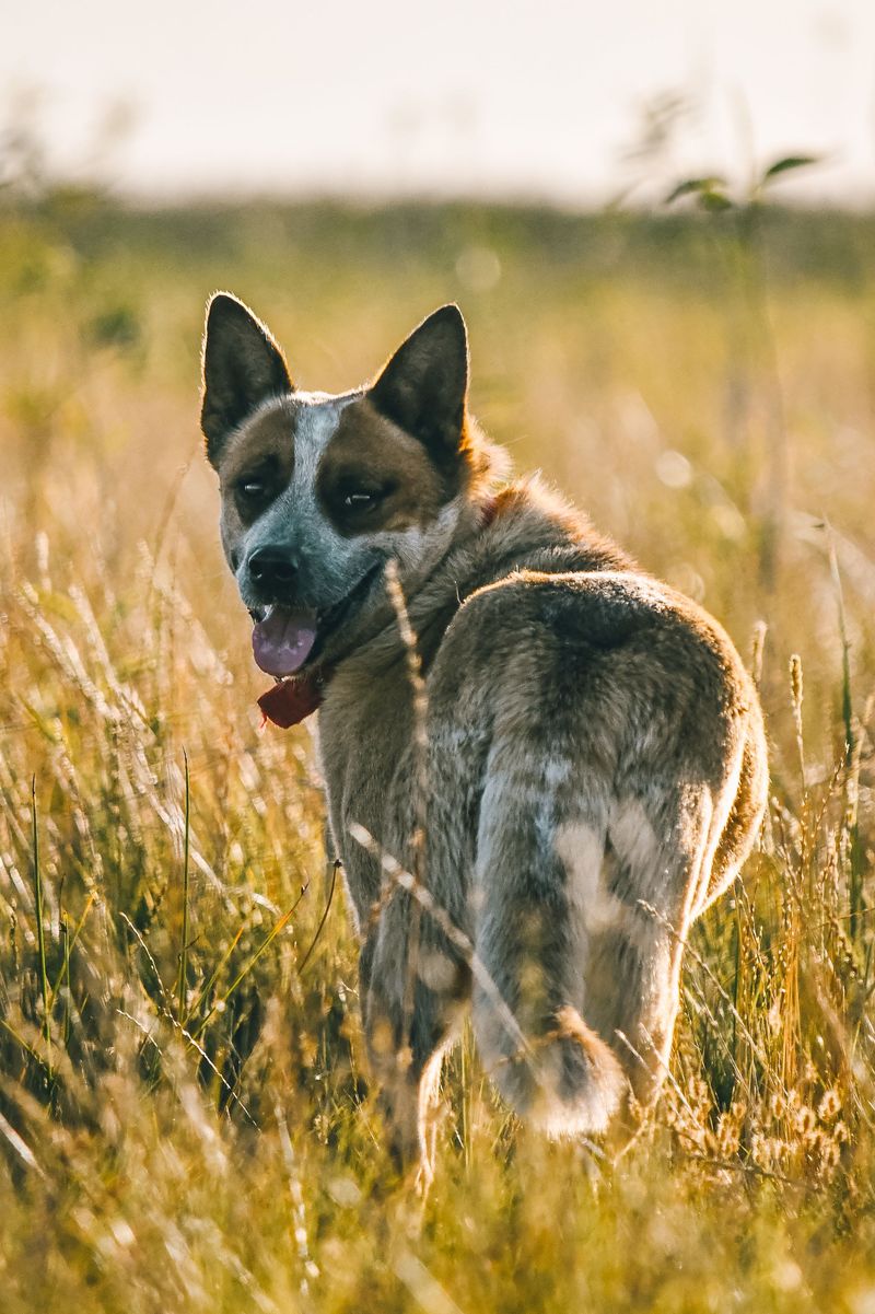 Australian Cattle Dog