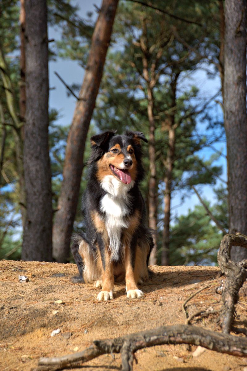 Australian Shepherd