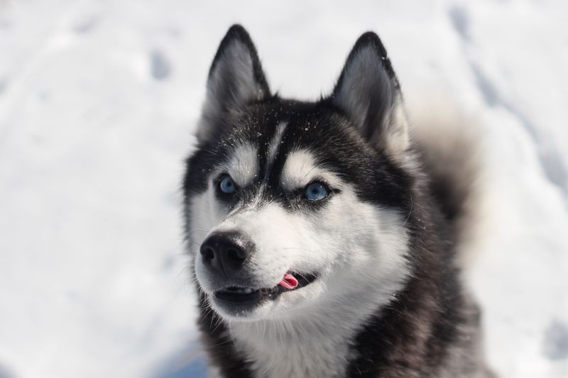 Siberian Husky