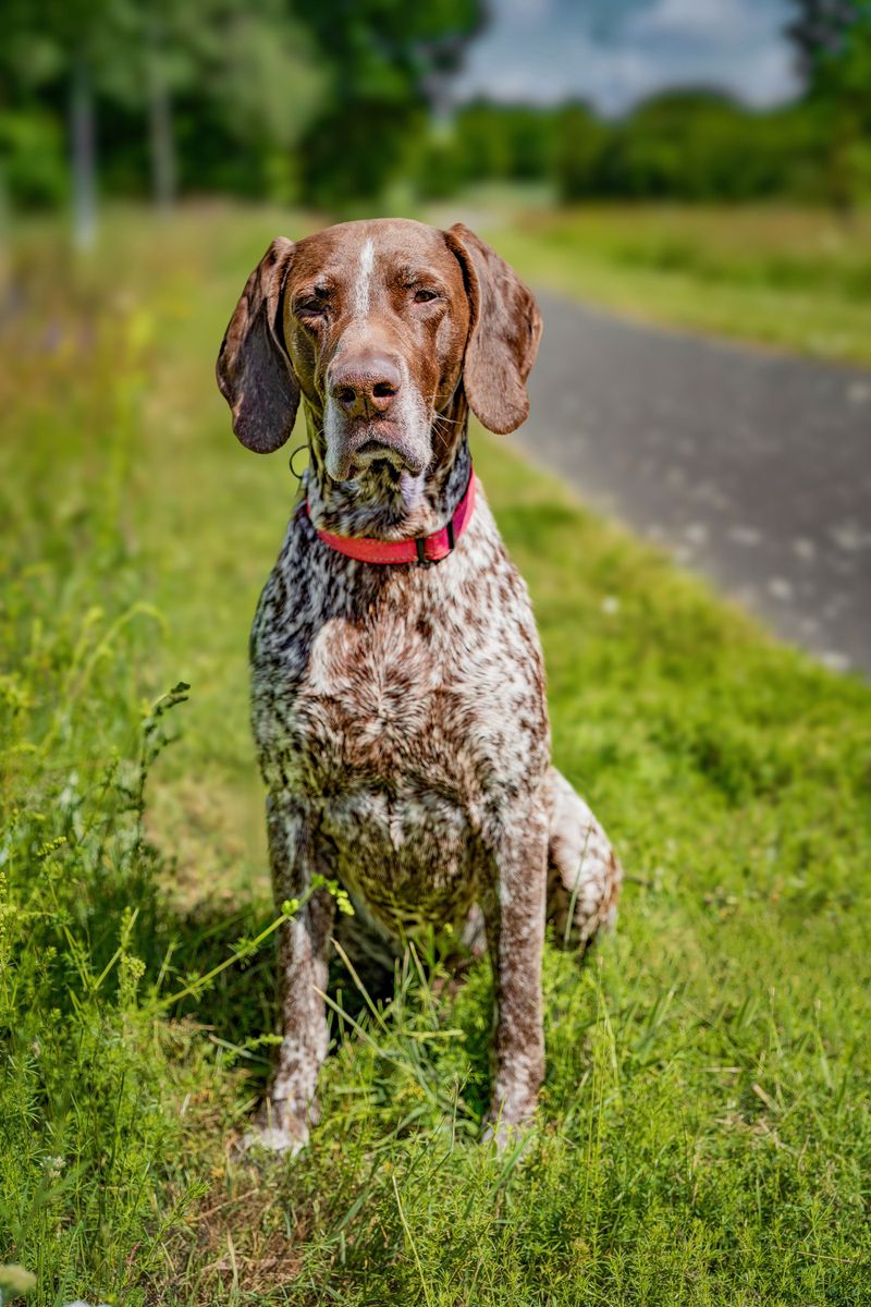 German Shorthaired Pointer