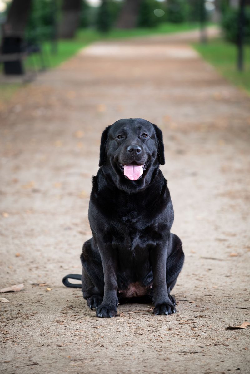 Labrador Retriever
