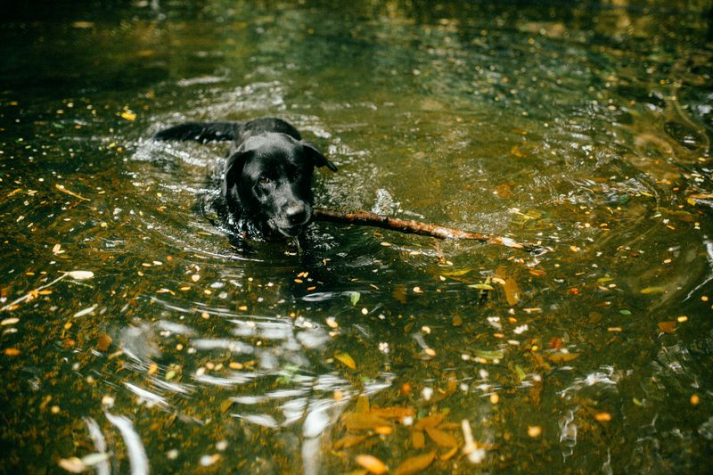 1. Labrador Retriever: The Puddle-Loving Trail Buddy
