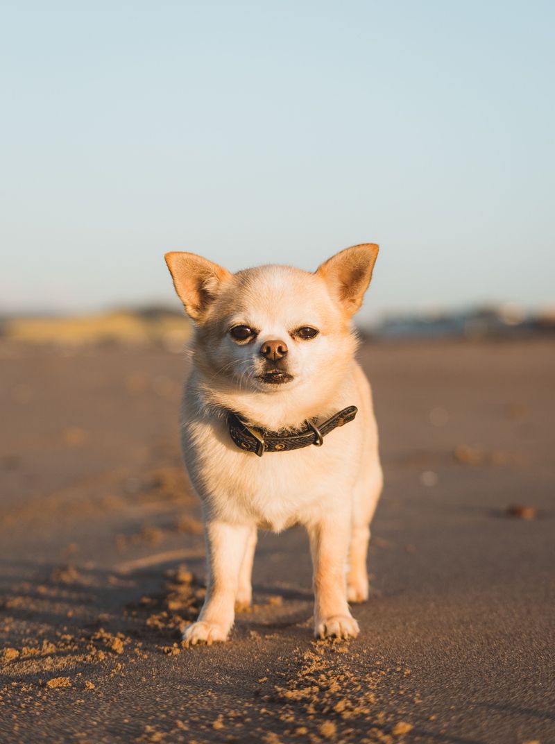 Sun-Savvy Chihuahua