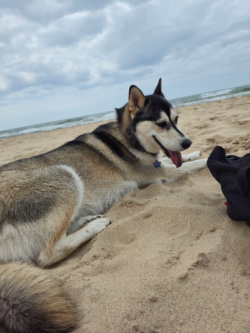 Kruse Park Dog Beach, Muskegon