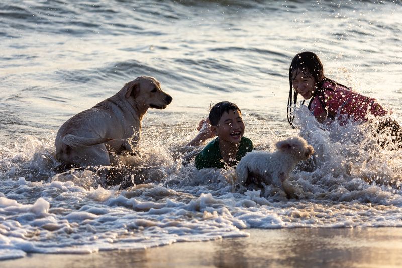 Labrador Retriever