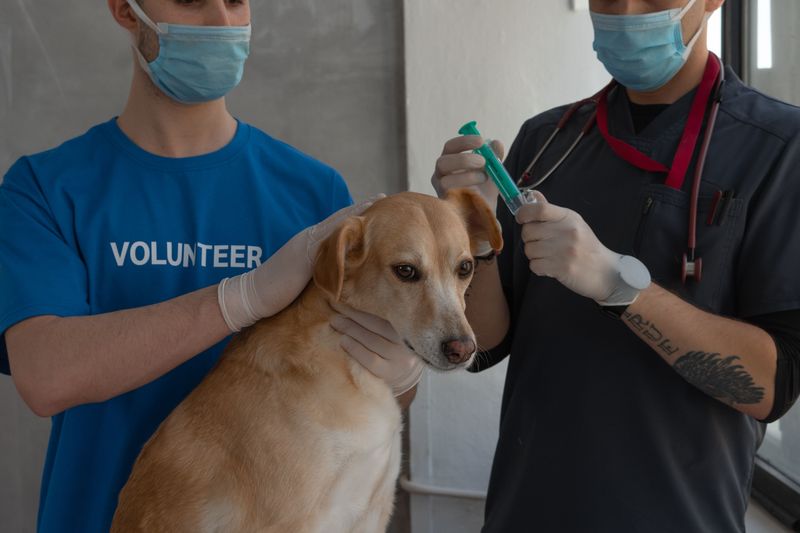 Dogs Must Be Vaccinated Against Rabies