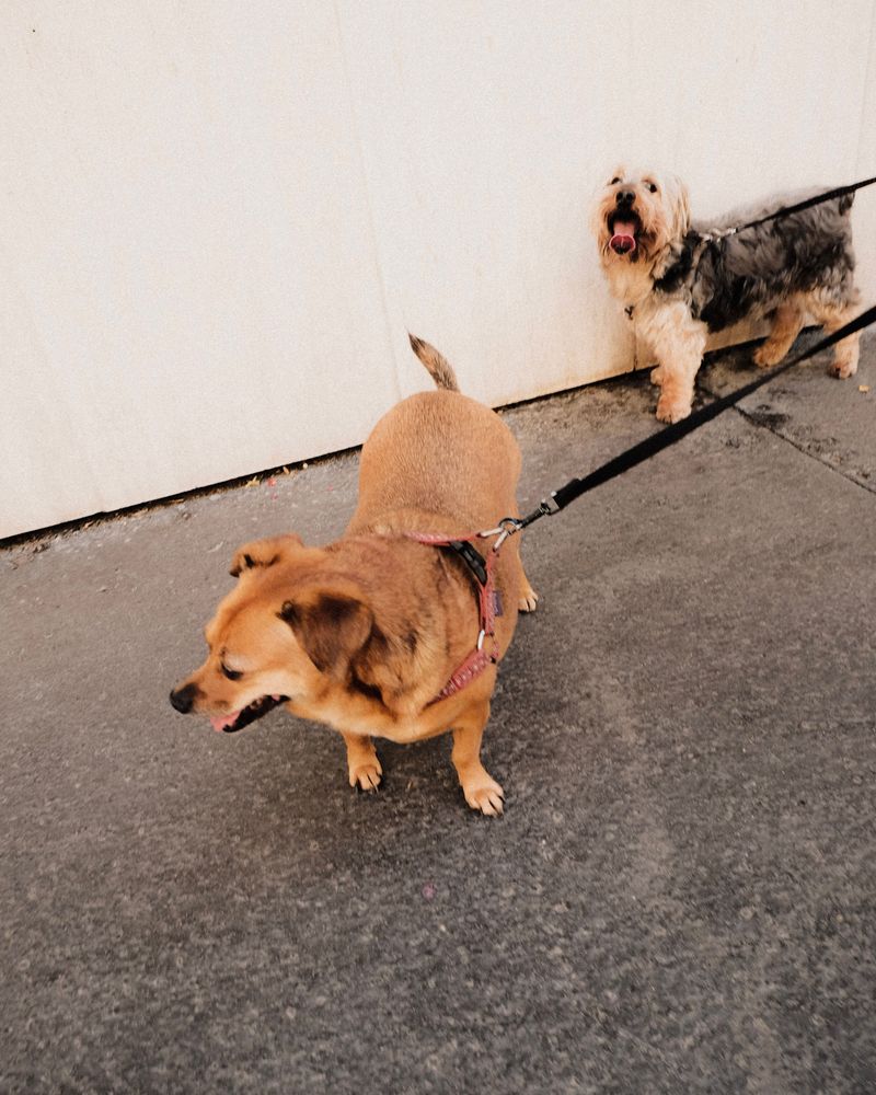 Leash Rules Are Set Locally, Not Statewide