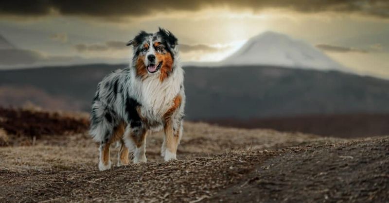 Australian Shepherd