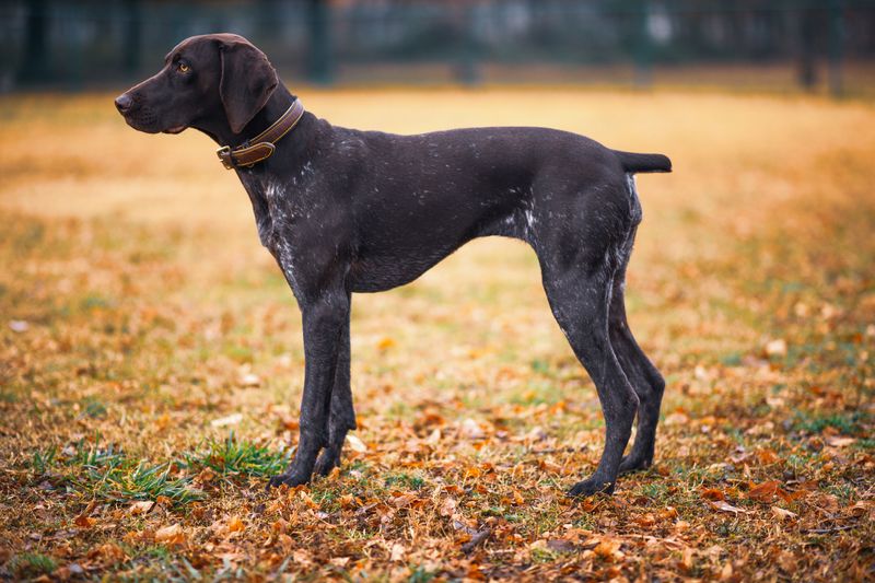 German Shorthaired Pointer