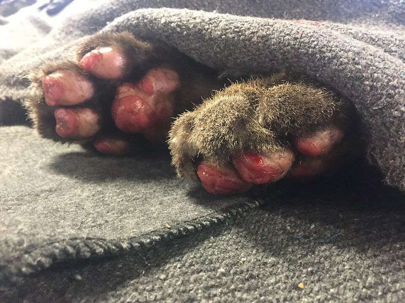 Paw Pad Burns