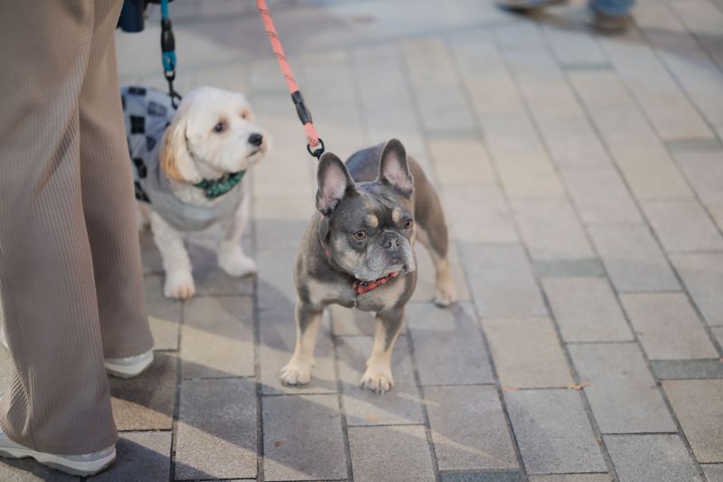 Texas Does Not Have One Statewide Leash Law
