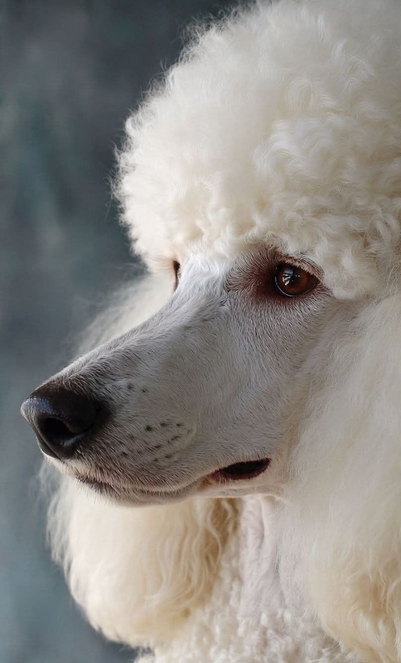 Poodle