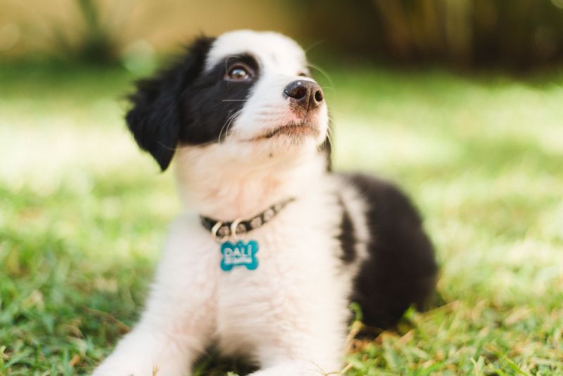 Your Dog Must Be Registered Once It Turns 3 Months Old