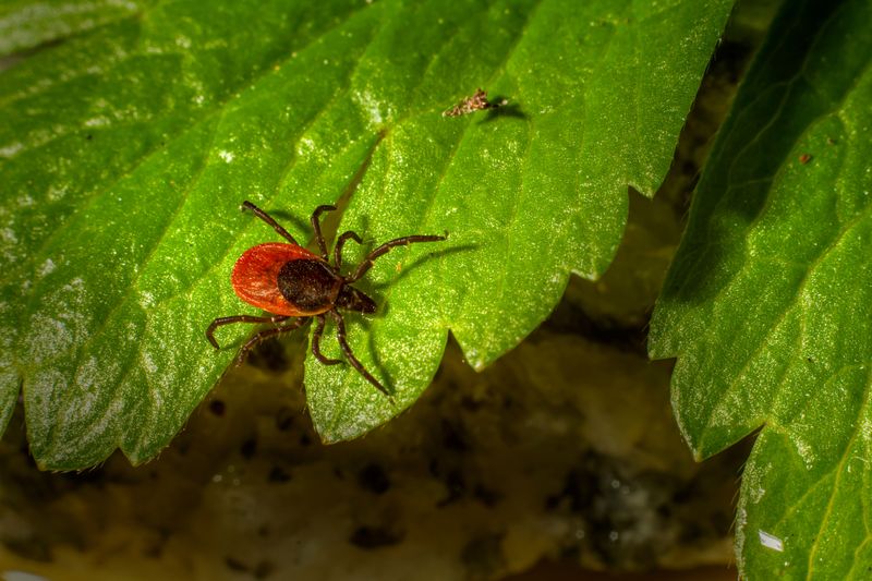 Blacklegged Ticks Hiding in Leaf Litter