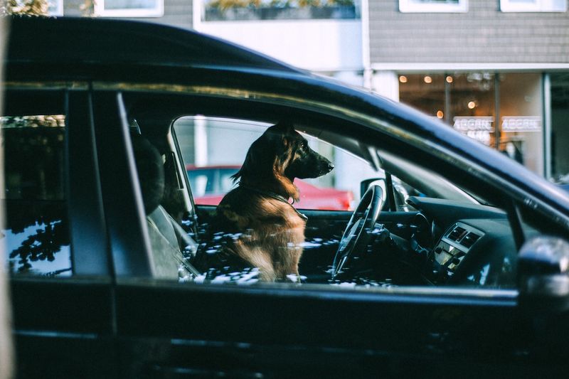 Leaving a Dog in a Parked Car, Even with the Windows Cracked