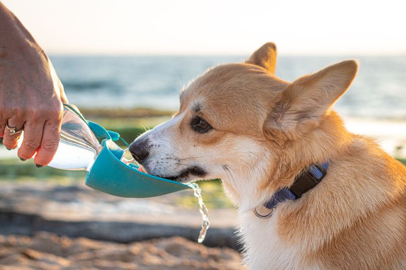 Always Keep Fresh, Clean Drinking Water Available