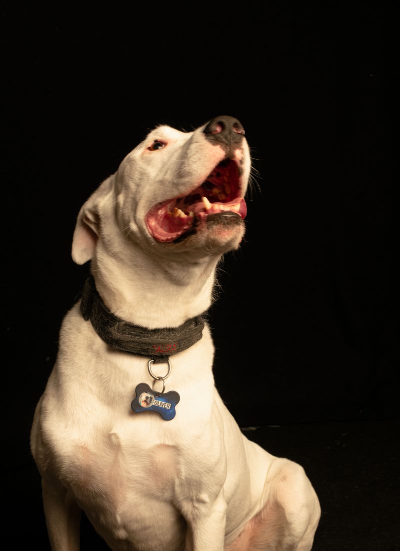 Dog Licensing Is Required